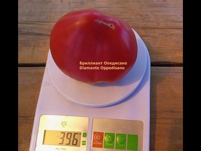 Томат Бриллиант Оппедисано (Diamante Oppedisano)