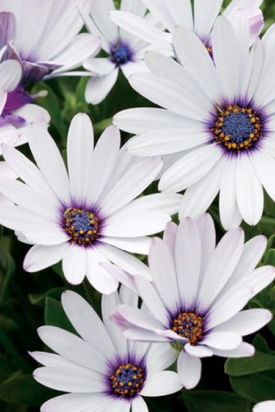 Остеоспермум