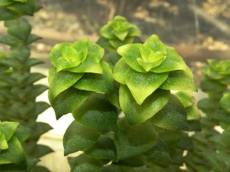 Crassula perforata variegata - черенок (6-8 см)