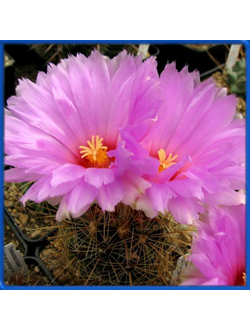 Thelocactus bicolor v. bolansis JV 31