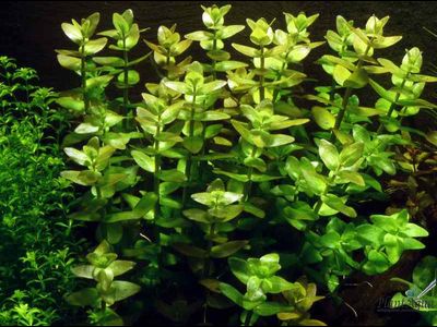 Бакопа каролинская