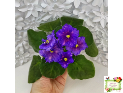 Nik-Сокровище Каравана (Н. Булко) 2022 г.