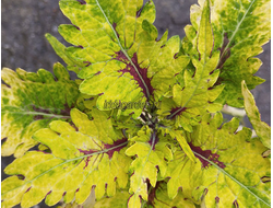 Колеус ИТА Тундра