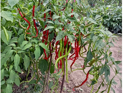 Перец острый Thunder Mountain Longhorn (Длинный рог с Громовой горы)