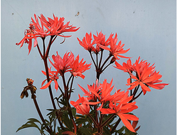 Пеларгония Ирида Огневушка