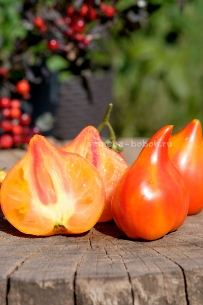 Томат Волшебные Шляпки тётушки Гретель