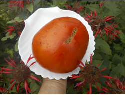 Томат Минусинские шары (усл)