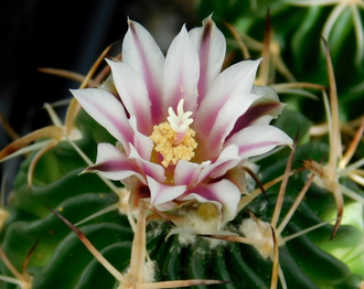 Echinofossulocactus pentacanthus (семена)