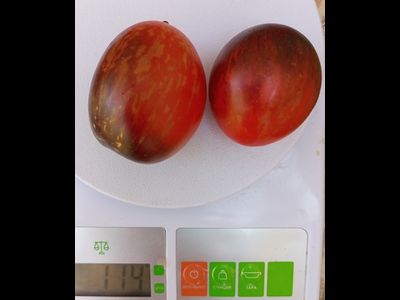 Томат Гном Сталь Дамаска (Dwarf Damascus Steel)