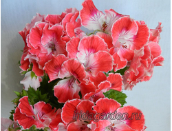 Пеларгония Rose Pope