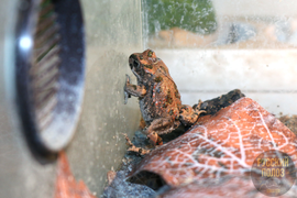 АФРИКАНСКАЯ ЗЕЛЕНАЯ ЖАБА, BUFOTES BOULENGERI
Содержание - https://terrafood-shop.ru/articles/afrikanskaia-zelenaia-zhaba-bufotes-boulengeri-soderzhanie-doma