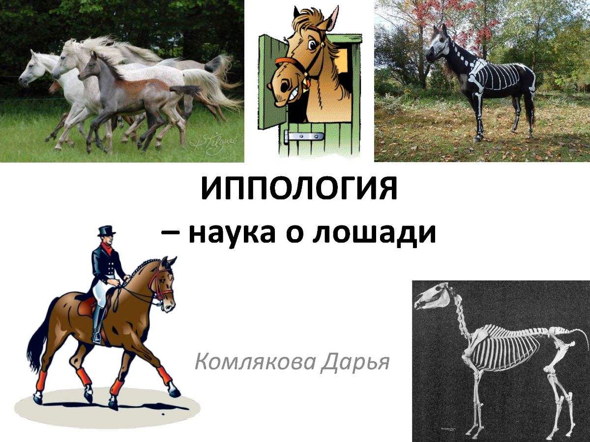 Иппология лошади. Иппология это наука. Иппология картинки. Териология это наука изучающая