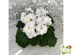 РМ-Прекрасный Жемчуг (Н. Скорнякова) 2022 г.