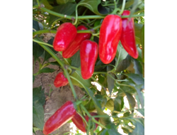 Перец острый Халапеньо ранний (Jalapeno Early)