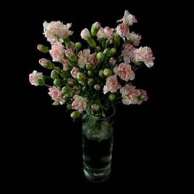 Гвоздика кустовая 15 шт