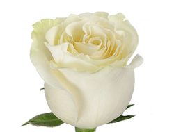 Роза Эквадор Белая