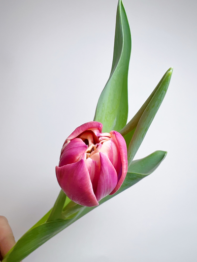 Букет пионовидных тюльпанов 25 шт Columbus