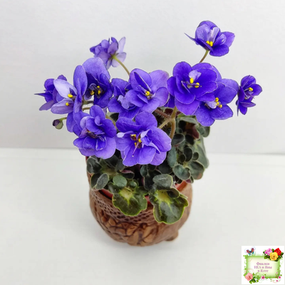 Mac's Pizza Pizzicato (G. McDonald) 01/31/2008 (гёрл-лист)