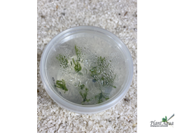 Мох Павлиний (Taxiphyllum sp. Peacock) меристемный