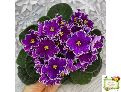 АВ-Просто Космос (Фиалковод) 2019 г.