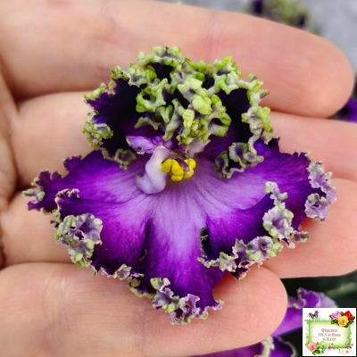 ЛЕ-Галатея Люкс (Е. Лебецкая) 2019 г. (лист укоренённый)