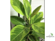 Ficus Benghalensis "Bengal Tiger" / фикус бенгальский тигр вариегатный