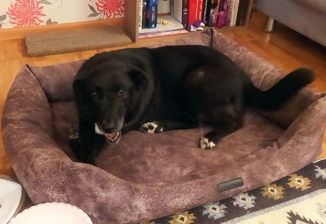 ВОЛОНТЕРЫ В ПРИЮТАХ ДЛЯ КОШЕК