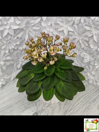 Morgan's Sweet Patootie (С.Eros)