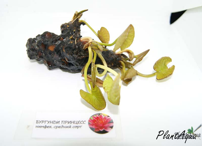 Нимфея Бургунди Принцесс