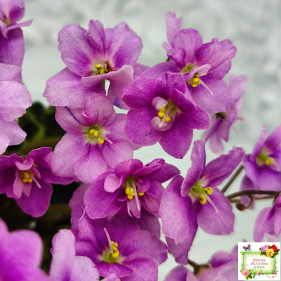 LV-Ланселот (Л. Шевелева) 2025 г. (клакамасный гёрл с кроновой пестролистностью)