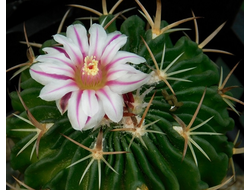 Echinofossulocactus = Stenocactus (Эхинофоссулокактус = Стенокактус)