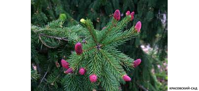 Ель обыкновенная Акрокона - Фото 2 - красовский-сад.рф