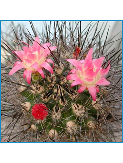 Neoporteria atrispinosa KK 42