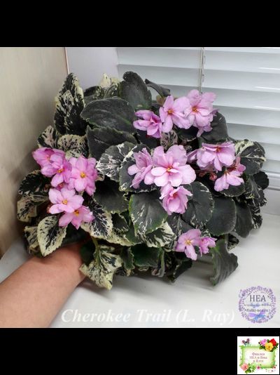 Cherokee Trail (L. Ray) трейлер (пасынок сорт посажен 06.10.25)