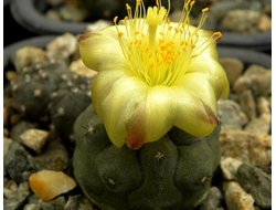 Copiapoa hypogaea KP 815 - 5 семян