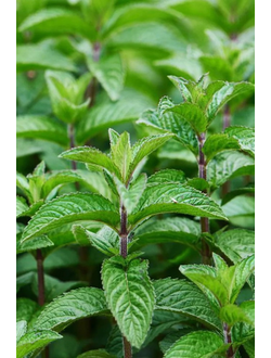 Мята в ассортименте