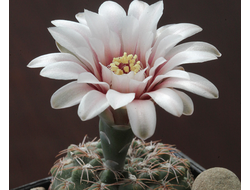 Gymnocalycium parvulum ssp.huettneri VG-1323 - 5 семян