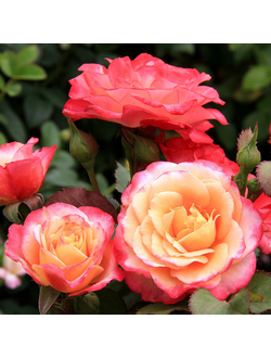 Марсель ан Флёр (Marceille en Fleurs)