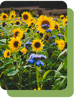 Семена медоносных трав