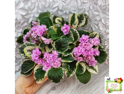 Alameda Trail (P.Harris) трейлер (лист посажен 06.10.25)