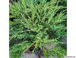 Можжевельник Андорра Компакта - Andorra Compact