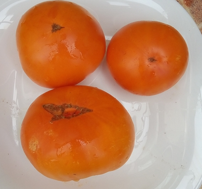 Томат Гном Парень из Локстона (Dwarf Loxton Lad)