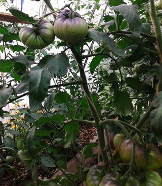 Семена томата Большой Желто - Синий