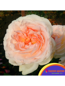 Мерхенцаубер (Marchenzauber)