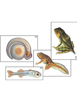 Модель-аппликация "Развитие костной рыбы и лягушки" (ламинированная)