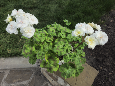 Пеларгония ИВ-Жемчужина Шах Сафи