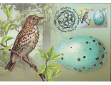 КМ. Беларусь. Яйца птиц. Певчий дрозд