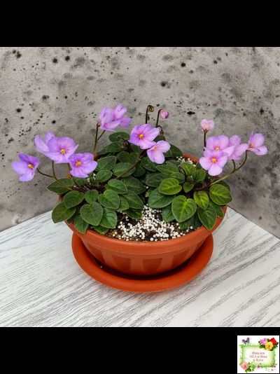 Frosted Fantasy спорт трейлер