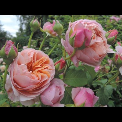 Питер Пауль Рубенс (Peter Paul Rubens)