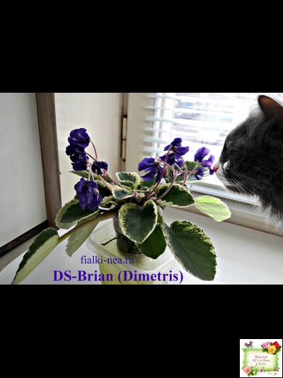DS-Brian (Dimetris) 2014 г. (пестролистная бастл-листва)